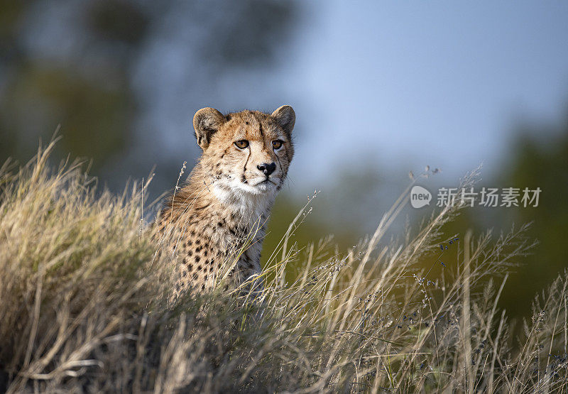 幼年猎豹(Acinonyx jubatus)的肖像